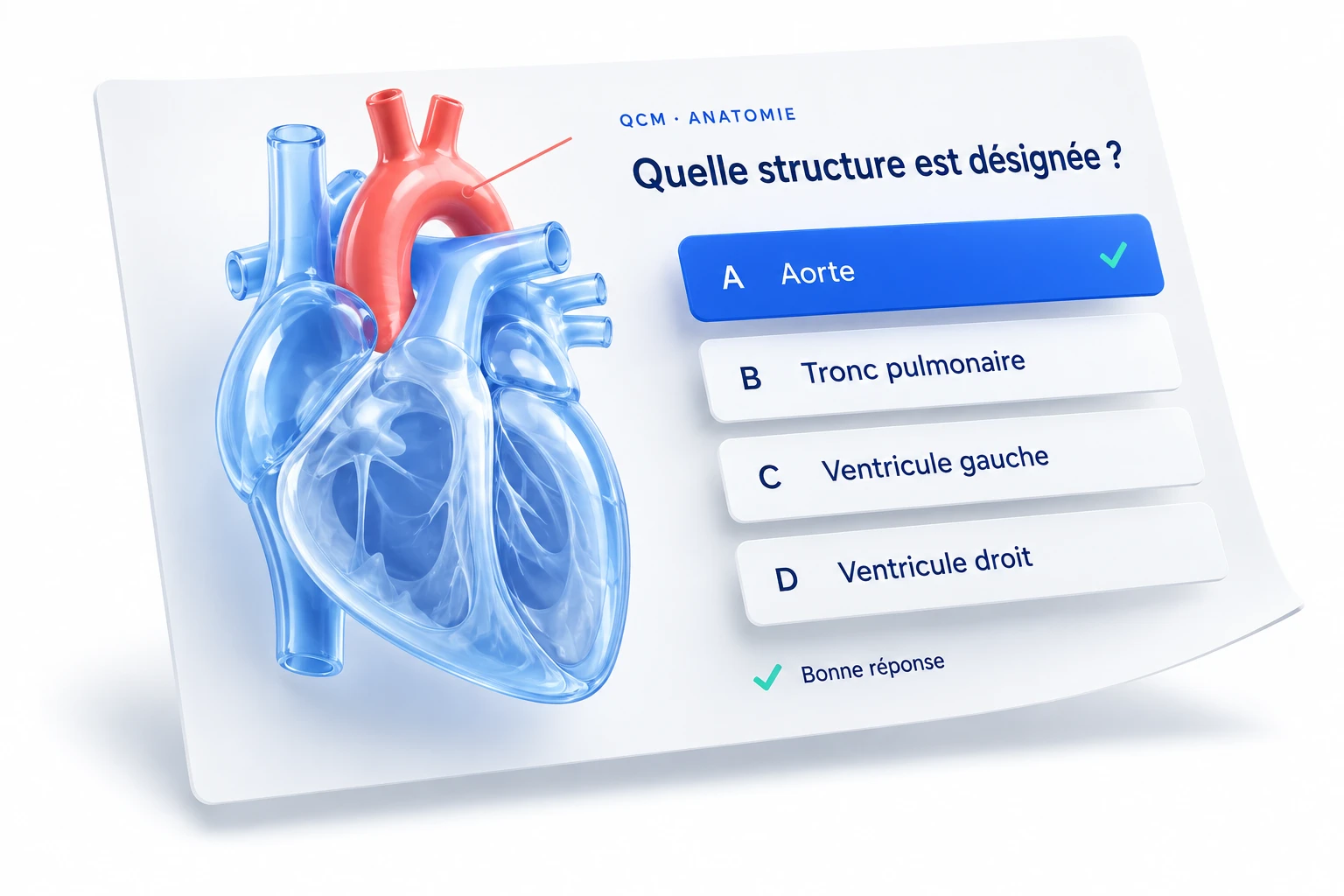 QCM : quelle structure est désignée ? L’aorte est mise en évidence et la réponse Aorte est sélectionnée.